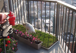 Pet Patio Pickup Dog Tray